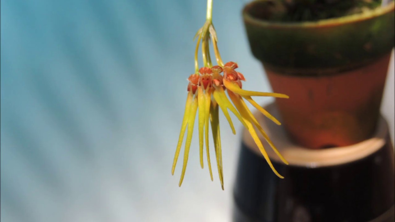 Bulbophyllum setaceum   (orchid)