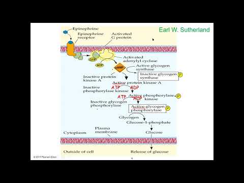 Signal Transduction part 4