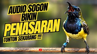 TERLARIS DAN TERBARU PEMANCING SOGON GACOR #pancingansogon #sogongacor #sogonngobra 