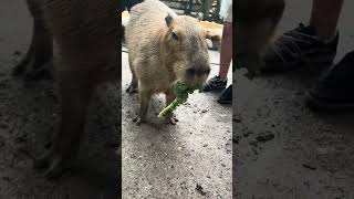 Hungry Cappy #funnyanimals #animals #viral #funny #cute #petlover #funnyvideo #animalrescue #aww