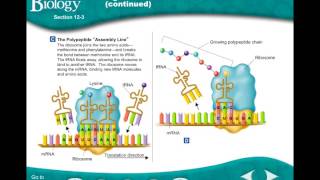 Protein Synthesis Notes.mp4