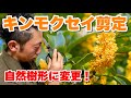 【剪定 pruning キンモクセイ 自然樹形】刈込のキンモクセイから透かし剪定にして自然風に☆実演解説もあるので必見です!!