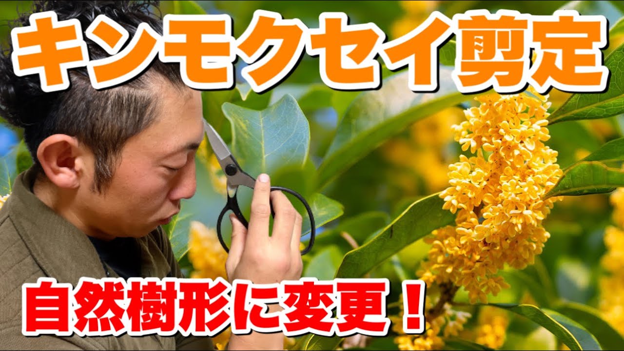 剪定 pruning キンモクセイ 自然樹形】刈込のキンモクセイから透かし