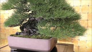 日本宝樹会 黒松「秀真」 Japanese Black Pine Hotsuma：The 8th World Bonsai Convention, SAITAMA CITY