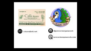 Precocious Peacock Program C Stars Nursery