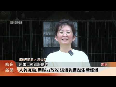 桃園蛋雞養殖場放養.特調飼料 雞蛋品質佳【客家新聞20250612】