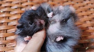 Black hamsters are adults and ready to mate so cute syrian hamster