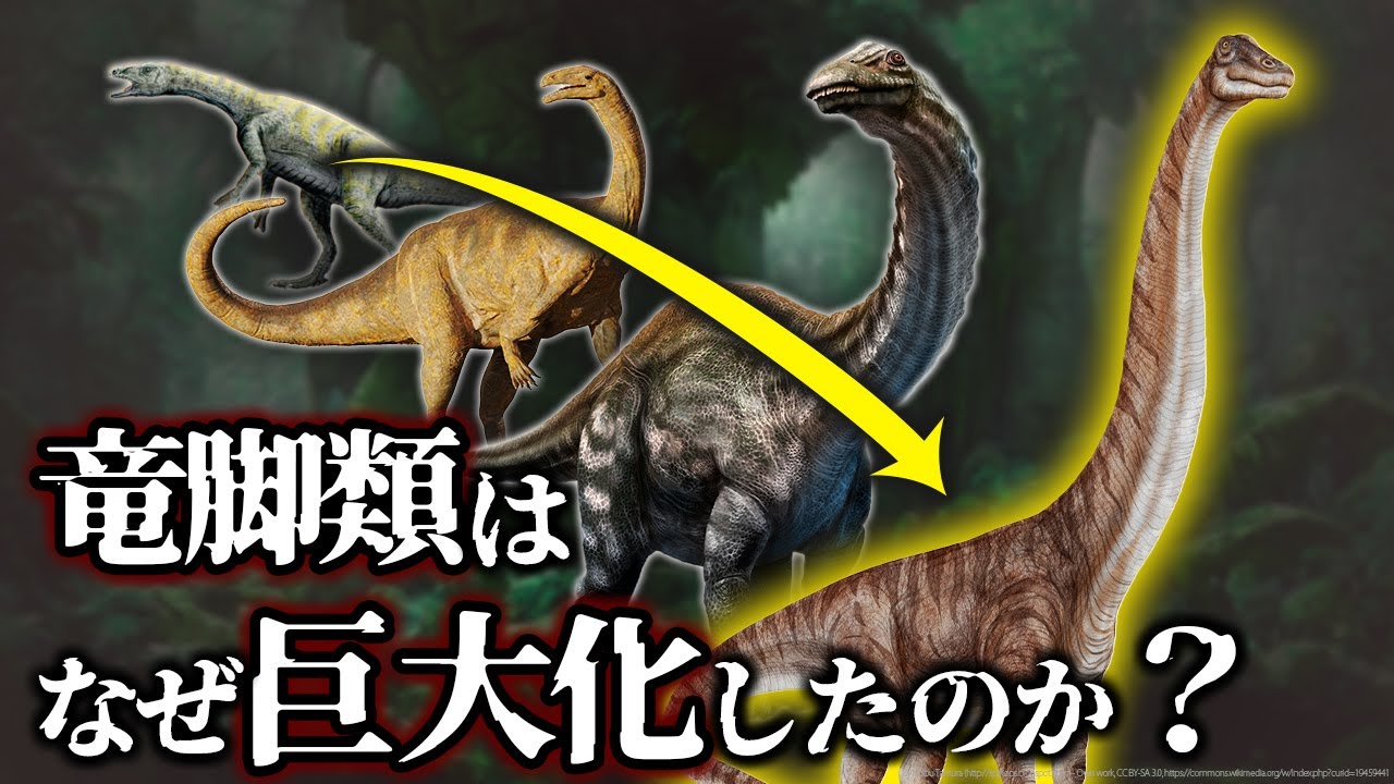 【ゆっくり解説】竜脚類の進化　七面鳥サイズからの大躍進！竜脚類はどうやって巨大化していったのか?