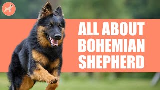 Bohemian Shepherd: All About This Active, Devoted, and Friendly Dog