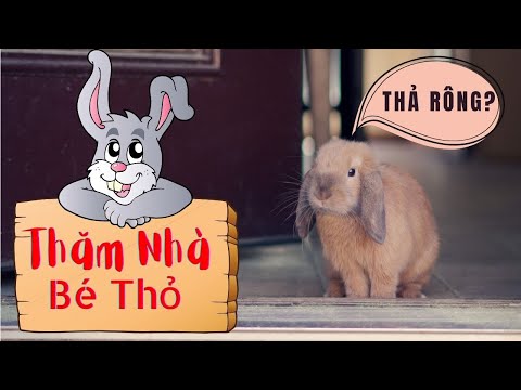 Video Nuôi Thỏ Chạy Tự Do Trong Nhà Như Thế Nào? - youtube