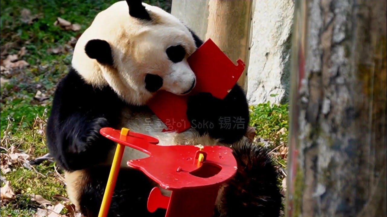 새로온 빨간말 얼마나 버티나 했더니...바로 보내 버린...푸야~!!ㅋㅋㅋ | 2월 17일 오후(푸바오 실시간) Panda Fubao