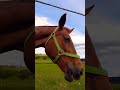 spirit Horse 🐎#shorts #animals #horselove #horse #deutschland #germany #beautiful #shortvideo #short