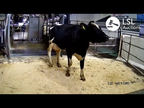 LSL Auctions - The Best Heifer of the day at Taaffe Auctions. Lot 20 sold for 3520 - LSLAuctions.com