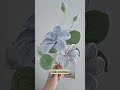 How to Crochet a Tung Oil Flower | Step-by-Step Tutorial for Beginners 🌸🧶