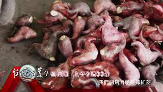 【台灣味道 第4季】#10 採紅菱01  20180902/中視頻道每週日上午9:30