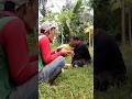 Tamu di Kebun Minum Disuguhi Kelapa Muda #kelengkeng #pertanian #reels #petani #fyp #fruit #farming