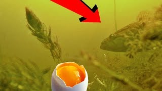 Реакция рыбы на КУРИНЫЕ ЯЙЦА!!! Подводная съемка