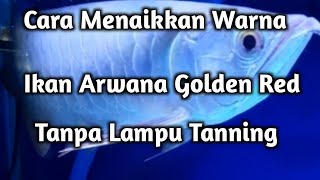 Review Lampu Super Red Arwana Aquarium Evo