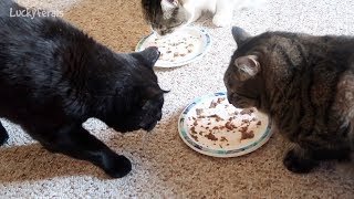 Wholehearted Tuna Cat Food Review And Taste Test