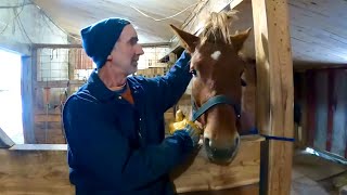 Jim has HAD ENOUGH of Baron's Foretop... Will he really cut it off??? // Grooming Horses #408