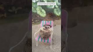 Celebrity The poor little hedgehog was injured, luckily he was rescued and then. Net Worth