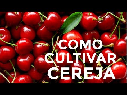 Vídeo: Crescendo Cerejas Chuvas: Cuidados com Cerejeiras Chuvas