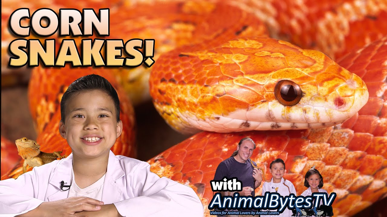 skits aadi CORN SNAKES! Pet Reptiles with EvanTubeHD & AnimalBytesTV!