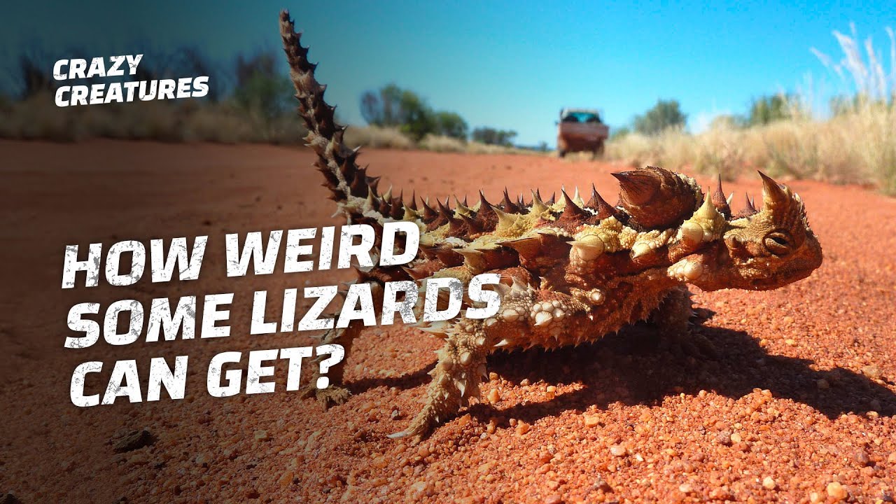 The Top 10 Weirdest Lizards on Earth YouTube