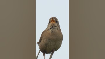 Wren Singing #Bird #birdsong #wildlife