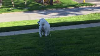 Neighborhood Watch Tps