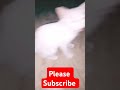 Kitty Angry ЁЯШб Kitty Meyo Cat Funny Cute Catlover Tips Tiktok Kitty Angry ЁЯШб Kitty Meyo Cat Funny Cute Catlover Tips Tiktok