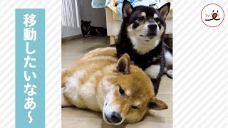 ずっと動けない柴犬さん、それは優しさでした【PECO TV】