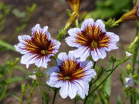 Video: Cultivo de Salpiglossis a partir de semillas y cuándo plantar