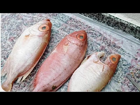 سمك ابو شراره ابو نضاره جحا تلات اسامي لسمكه اكتر من الروعه
