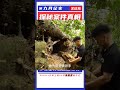 小伙掏空千年古樹，打造出采光一絕的荒野版膠囊太空艙庇護所 #抗日戰爭 #中國纪实 #纪录片 #纪实解说 #悬疑犯罪