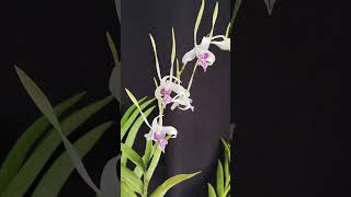 anggrek dendro stratiotes || 085815336965