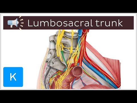 Lumbosacral trunk | Anatomical Terms Pronunciation by Kenhub