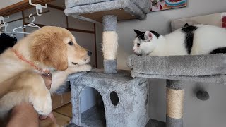 【犬と猫】覚えてる？２ヶ月ぶりに再会した二人の行動に(笑)【Golden Retriever japan】