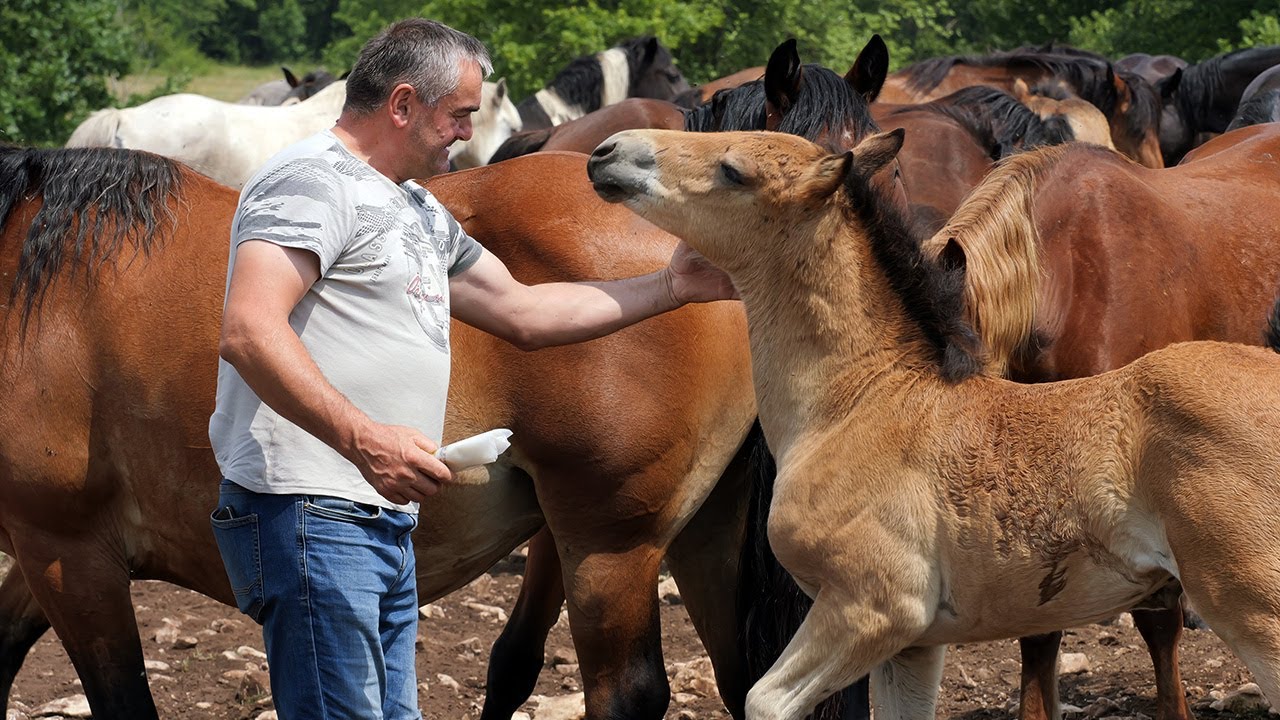 Povratnik iz Njemačke uzgojenu ždrijebad i telad proda unaprijed