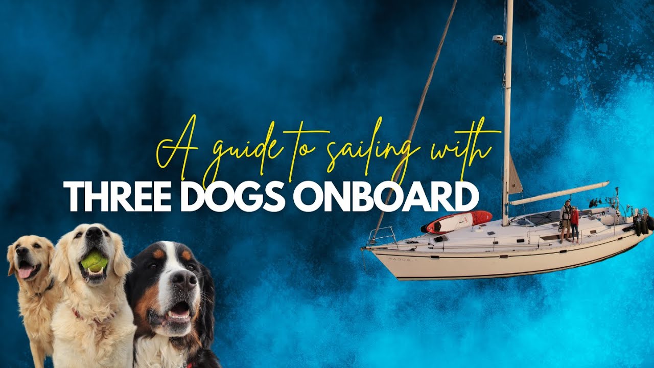 ⁣DOGGO LIFE! Sailing with dogs simplified! What? Where? How? & Why? | Including Q&A | [Ep. 35]