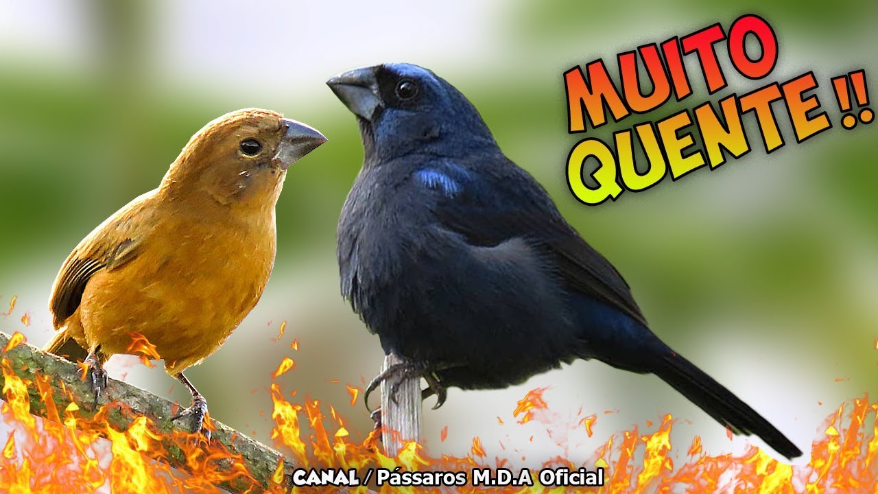 Canto De Azulaõ Fêmea Baixar Canto Seu Azulao Esta Frio Melhor Piado De Azulao Femea De Azulao Fogosa Chamando E Chiando Youtube