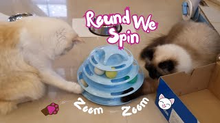 Cats' Tower Fun: Rare Harmony! 😽 by Eli & Mocha 510 views 2 months ago 55 seconds