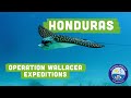 Operation wallacea  honduras expeditions