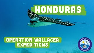 Operation Wallacea - Honduras Expeditions