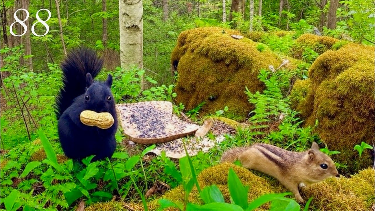 Cat TV: 4+ Hours of Relaxing Forest Life: Squirrels and a Chipmunk 4K. Ep. 88