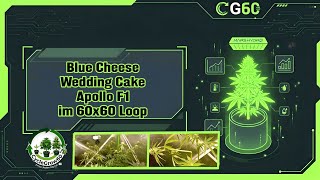 Blue Cheese Auto Wedding Cake Auto und Apollo F1 im 60x60 Loop 