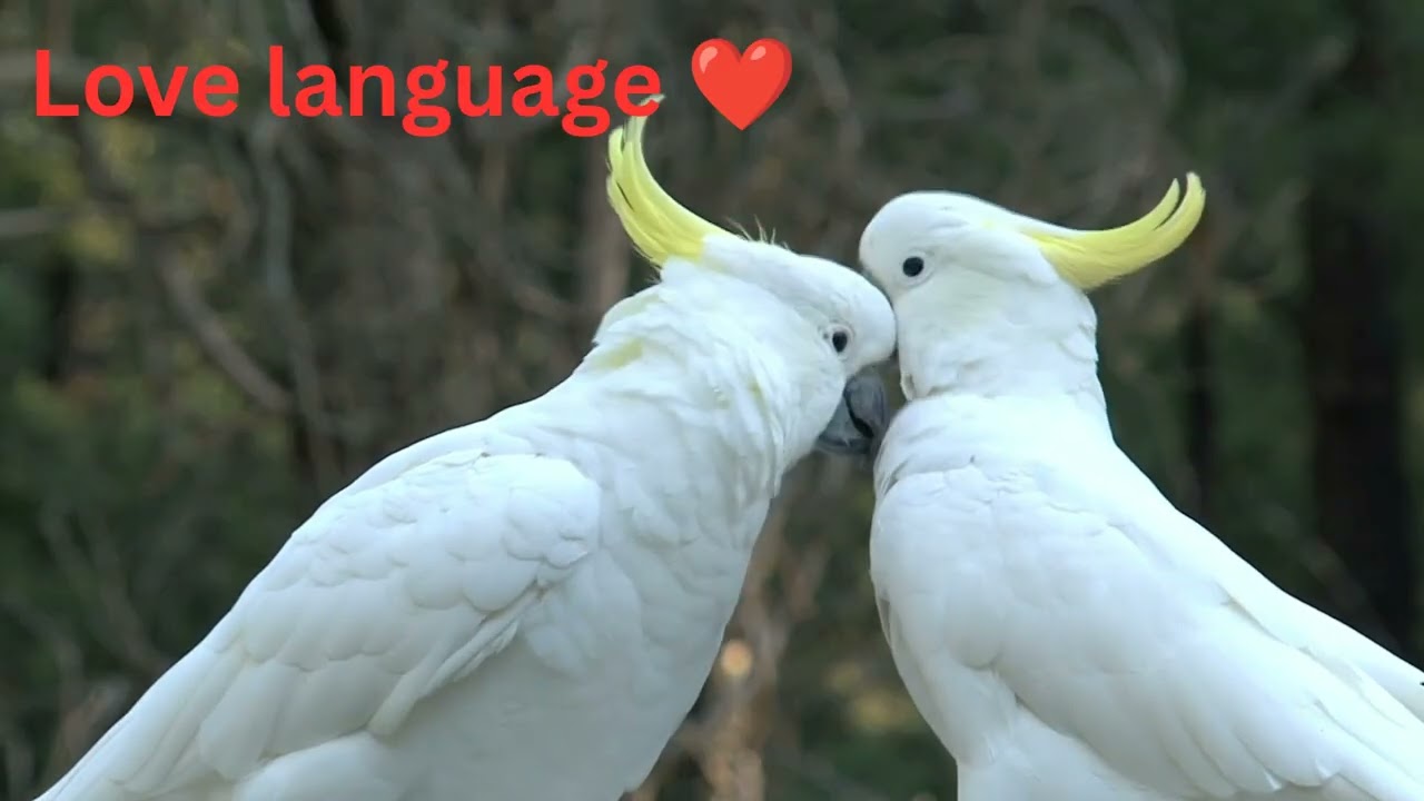 Big white birds caressing each other ll love language ll 