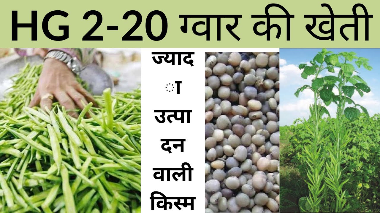HG 220ग्वार की वैज्ञानिक खेती बुवाई से अंत तक gawer ki kheti kaise