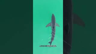 White Shark Myths with Jack Elstner @scrippsoceanography
