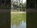 Fishermen fishing from the fish pond..#fishing #fishermen #fishpond